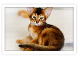 Abyssinian Abyssinian