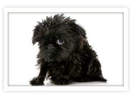 Affenpinscher