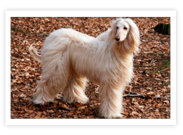 Afghan Hound