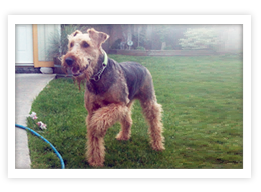 Airedale Terrier