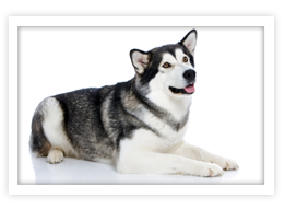 Alaskan Malamute