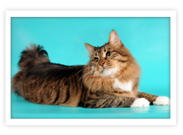 American Bobtail