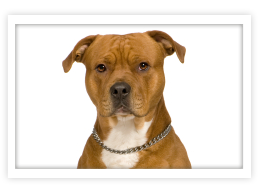 American Staffordshire Terrier