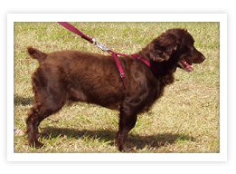 American Water Spaniel