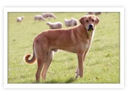 Anatolian Shepherd