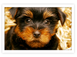 Australian Terrier