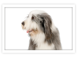 Bearded Collie