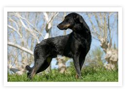 Beauceron