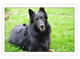 Belgian Sheepdog