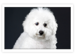 Bichon Frise