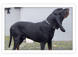 Black and Tan Coonhound
