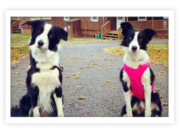 Border Collie