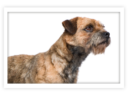 Border Terrier