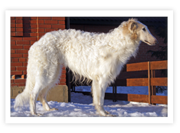 Borzoi