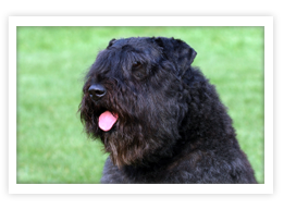 Bouvier des Flandres Bouvier des Flandres