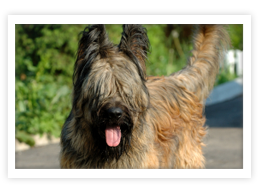 Briard