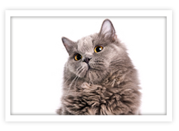 British Longhair