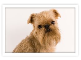 Brussels Griffon