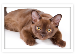 Burmese