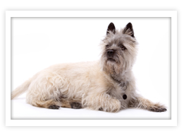 Cairn Terrier