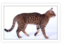 California Spangled Cat