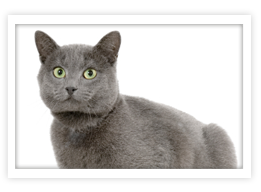 Chartreux