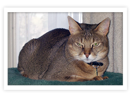 Chausie