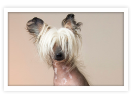 Chinese Crested Dog