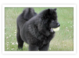 Chow Chow