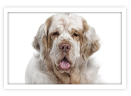 Clumber Spaniel
