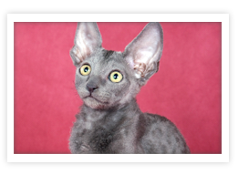 Cornish Rex Cornish Rex