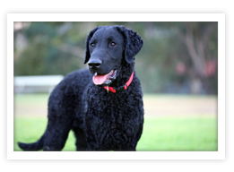 Curly Coated Retriever