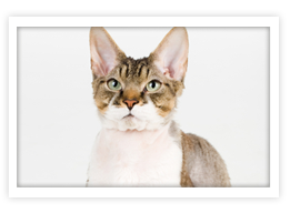 Devonshire Rex