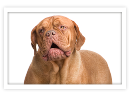 Dogue de Bordeaux