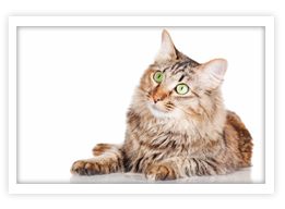 Domestic Medium Hair