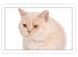 Domestic Short Hair