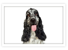 English Cocker Spaniel
