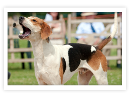 English Foxhound
