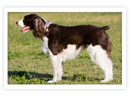 English Springer Spaniel