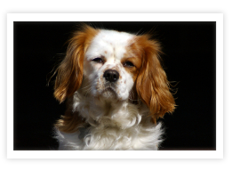 English Toy Spaniel