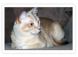 European Burmese