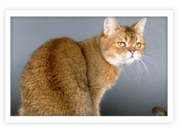 Exotic Shorthair
