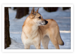 Finnish Spitz