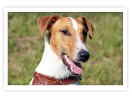 Smooth Fox Terrier