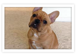 French Bulldog French Bulldog