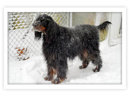 Gordon Setter