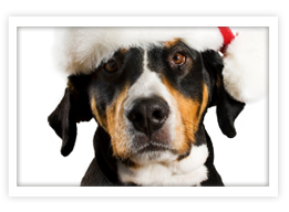 Greater Swiss Mountain Dog