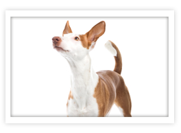 Ibizan Hound