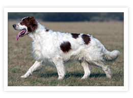Irish Red and White Setter