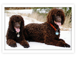 Irish Water Spaniel